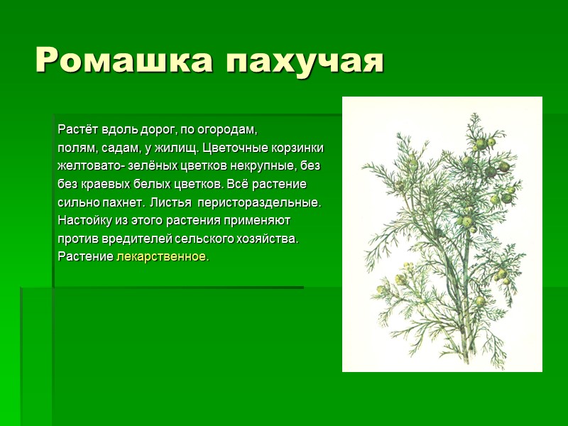 Ромашка пахучая Растёт вдоль дорог, по огородам, полям, садам, у жилищ. Цветочные корзинки желтовато-